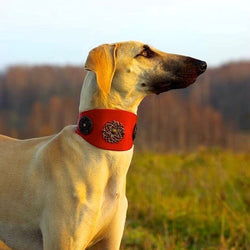 Eternité Sighthound Collar - BARCELONADOGS
